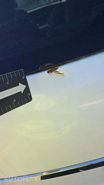 2020 Kia Sedona L 120.5" WB – miniatura 22